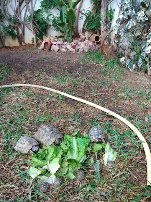 Etage De Villa Avec Jardin, Pres De L'Aireport Et Parking Prive Ariana Buitenkant foto